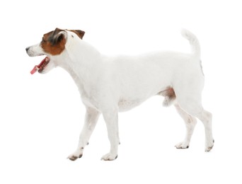 Photo of Cute dog playing with toy on white background. Lovely pet