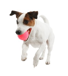 Photo of Cute dog playing with toy on white background. Lovely pet