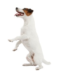 Photo of Cute dog playing on white background. Lovely pet