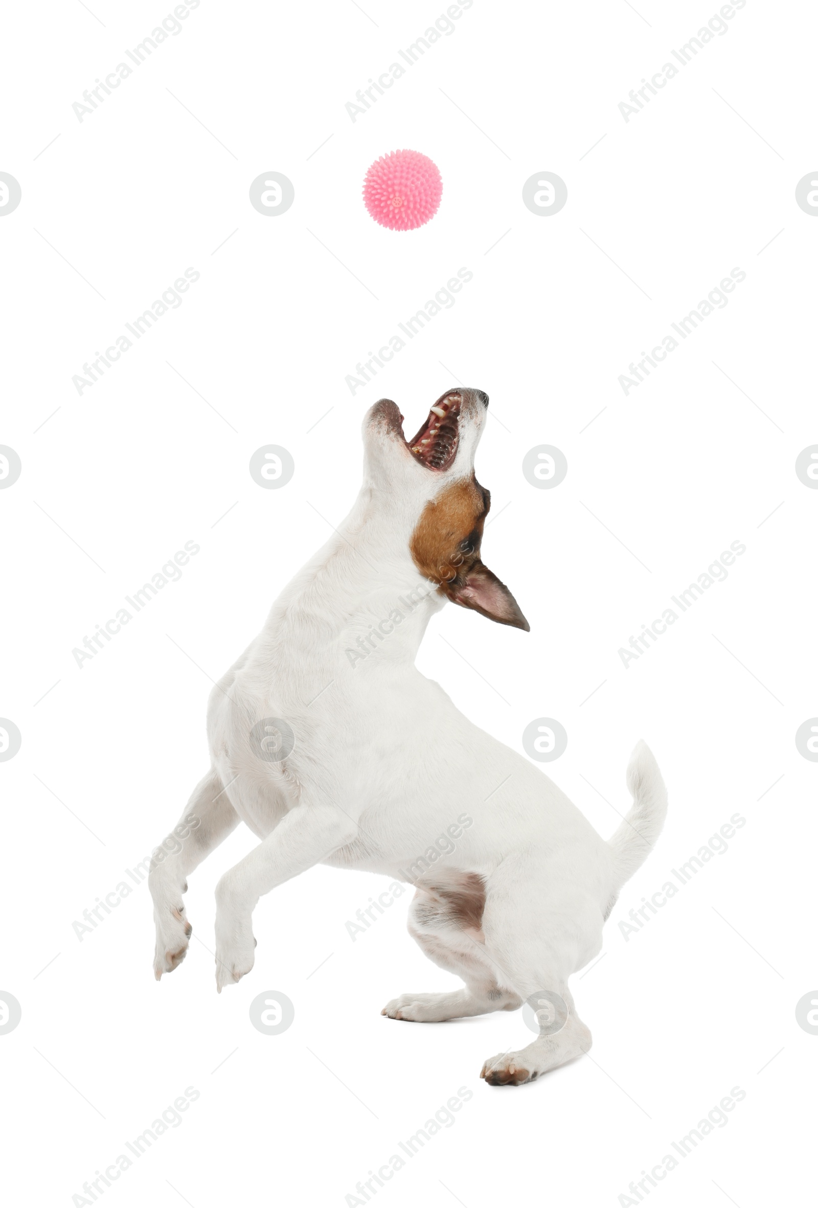 Cute dog playing with toy on white background. Lovely pet Photo of Cute dog playing with toy on white background. Lovely pet