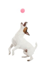 Photo of Cute dog playing with toy on white background. Lovely pet