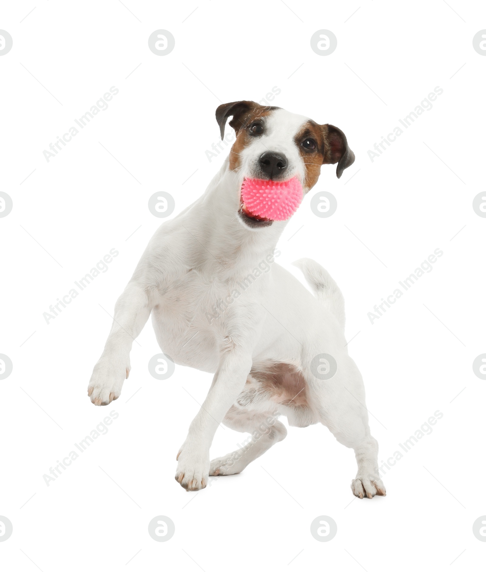 Cute dog playing with toy on white background. Lovely pet Photo of Cute dog playing with toy on white background. Lovely pet