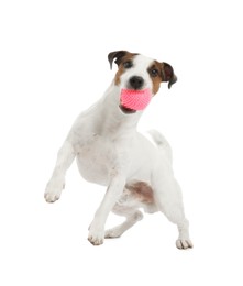 Photo of Cute dog playing with toy on white background. Lovely pet