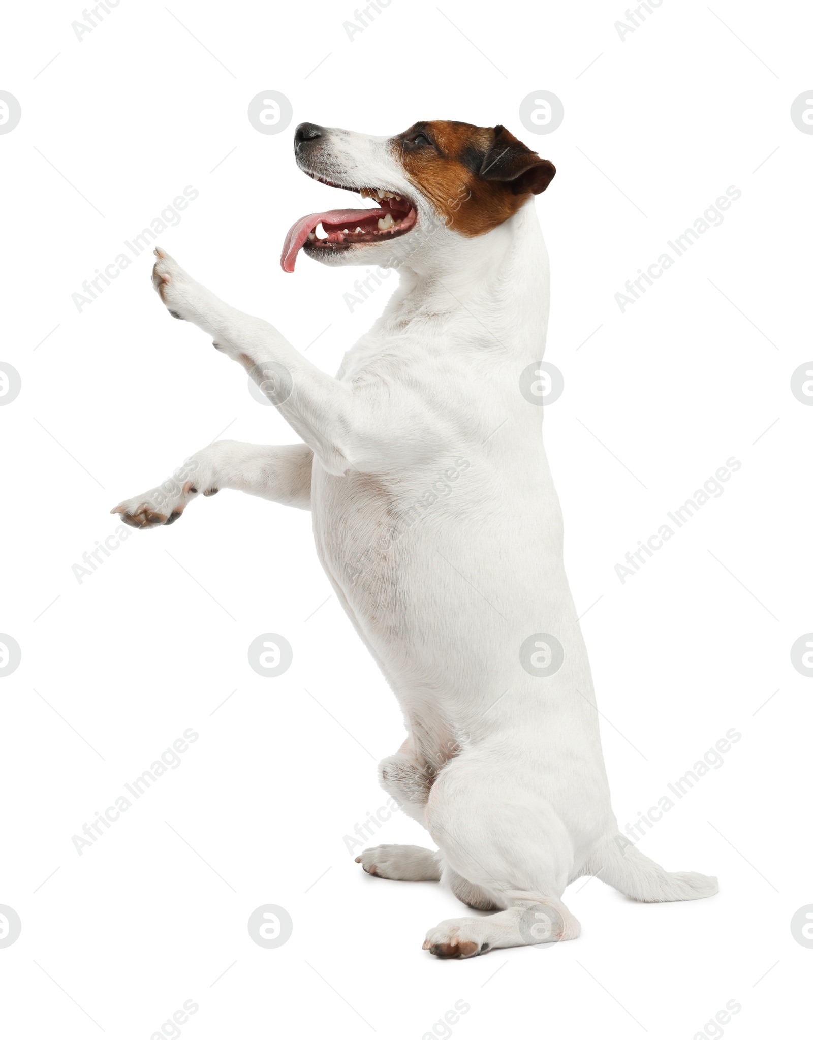 Cute dog playing on white background. Lovely pet Photo of Cute dog playing on white background. Lovely pet