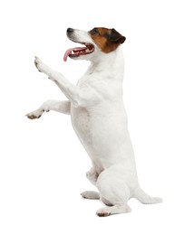 Photo of Cute dog playing on white background. Lovely pet