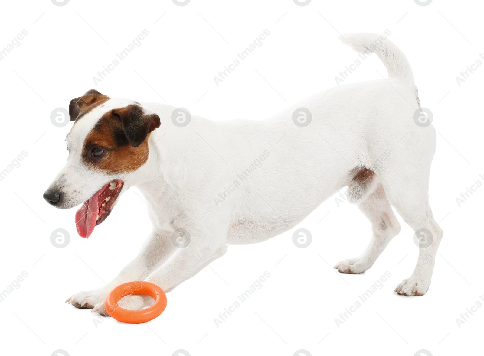 Cute dog playing with toy on white background. Lovely pet Photo of Cute dog playing with toy on white background. Lovely pet