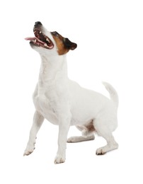 Photo of Woman with toy training her dog on white background, closeup. Lovely pet