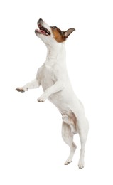 Photo of Cute dog playing on white background. Lovely pet