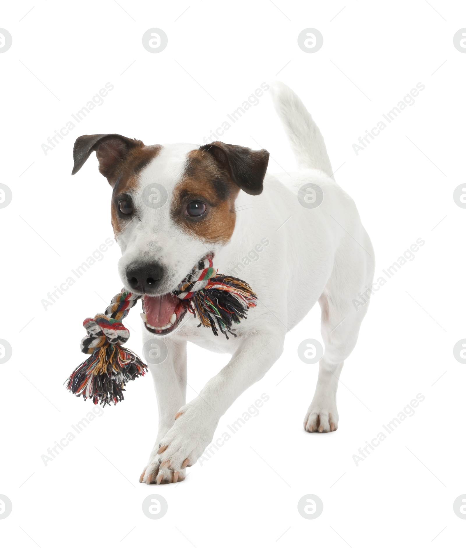 Photo of Cute dog playing with toy on white background. Lovely pet
