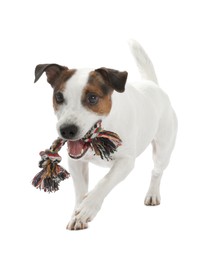 Photo of Cute dog playing with toy on white background. Lovely pet