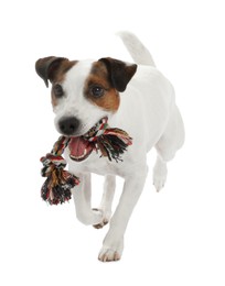 Photo of Cute dog playing with toy on white background. Lovely pet
