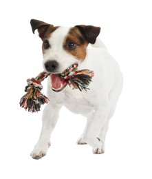 Photo of Cute dog playing with toy on white background. Lovely pet