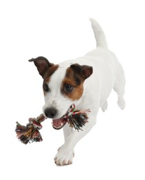 Photo of Cute dog playing with toy on white background. Lovely pet