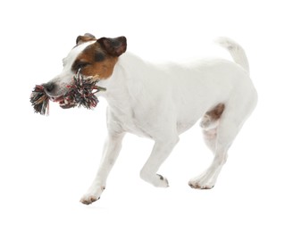 Photo of Cute dog playing with toy on white background. Lovely pet