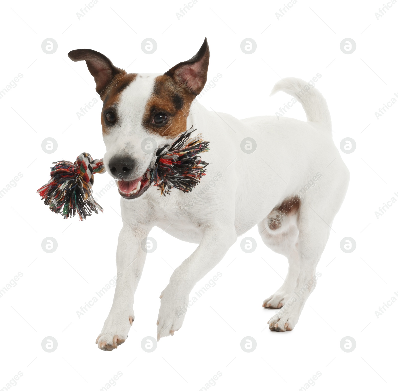Cute dog playing with toy on white background. Lovely pet Photo of Cute dog playing with toy on white background. Lovely pet