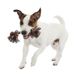 Photo of Cute dog playing with toy on white background. Lovely pet