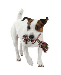 Photo of Cute dog playing with toy on white background. Lovely pet