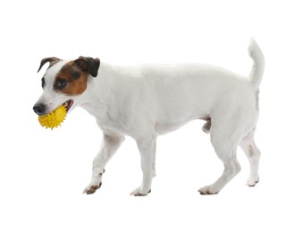 Photo of Cute dog playing with toy on white background. Lovely pet