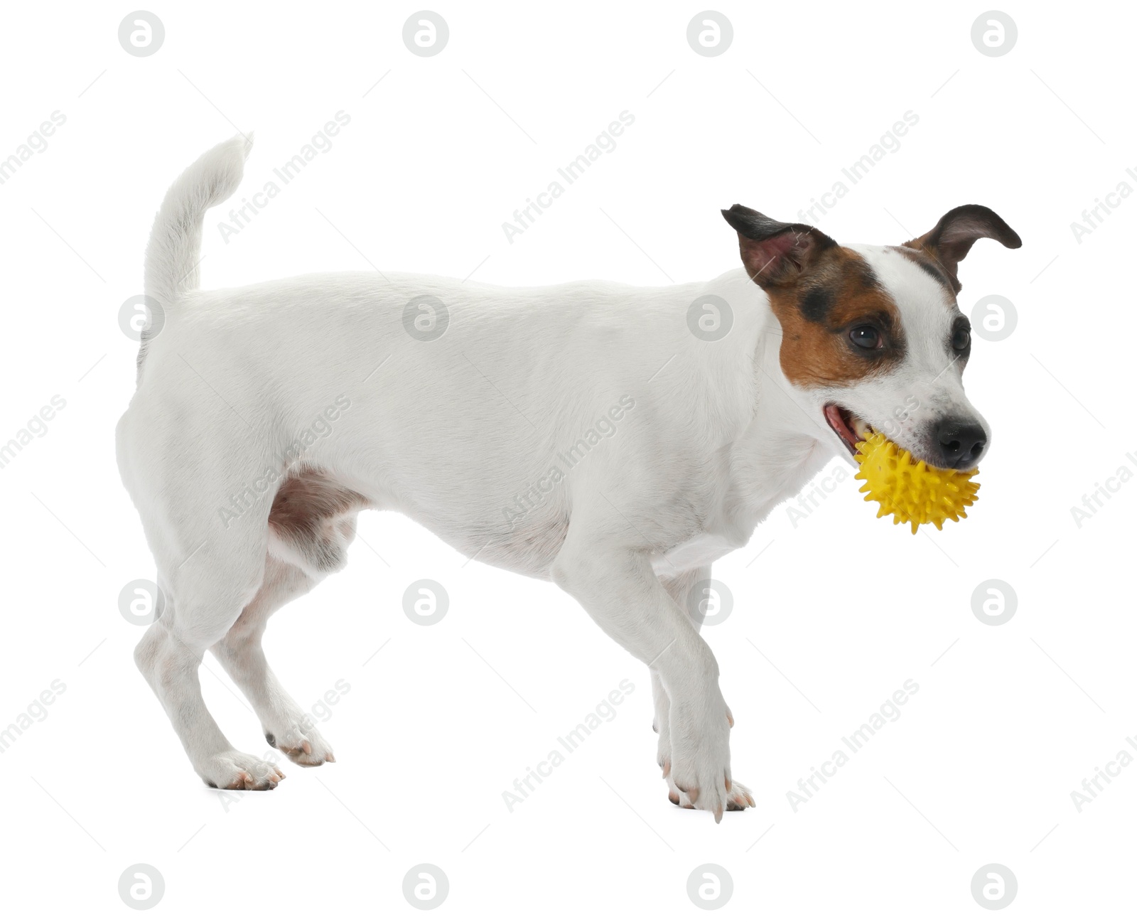 Cute dog playing with toy on white background. Lovely pet Photo of Cute dog playing with toy on white background. Lovely pet