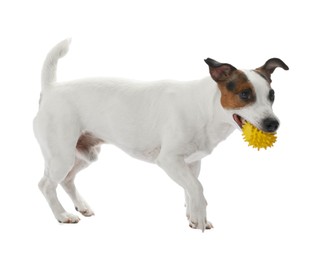 Photo of Cute dog playing with toy on white background. Lovely pet
