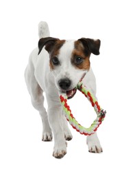 Photo of Cute dog playing with toy on white background. Lovely pet