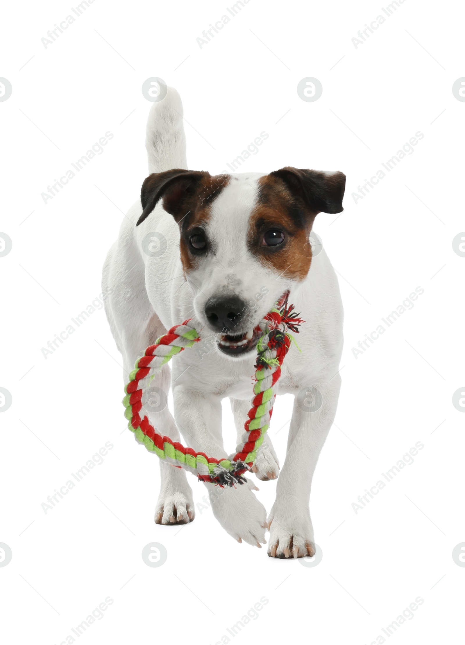 Cute dog playing with toy on white background. Lovely pet Photo of Cute dog playing with toy on white background. Lovely pet