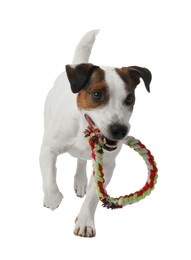 Photo of Cute dog playing with toy on white background. Lovely pet