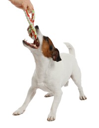 Photo of Woman with toy training her dog on white background, closeup. Lovely pet
