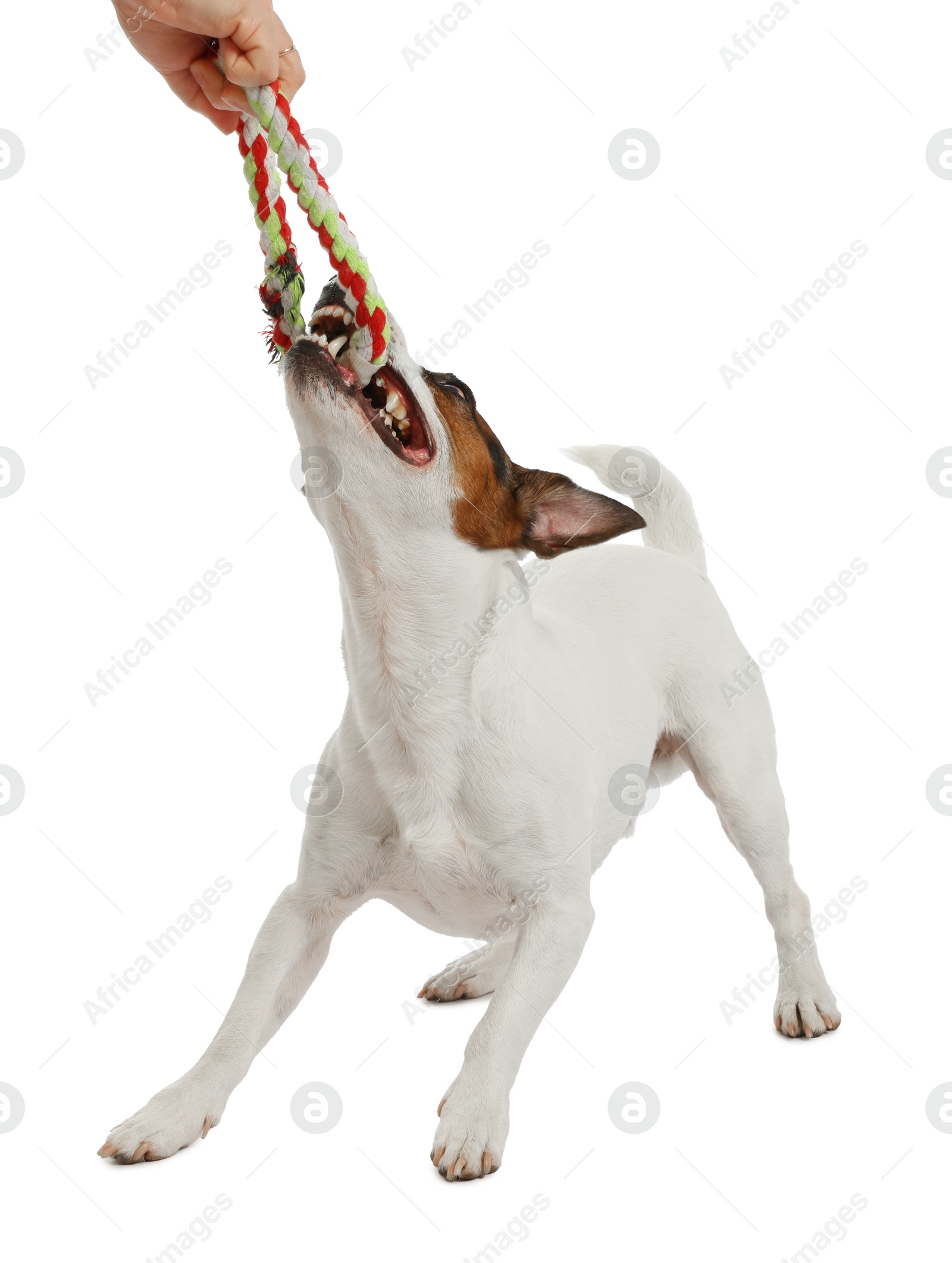 Woman with toy training her dog on white background, closeup. Lovely pet Photo of Woman with toy training her dog on white background, closeup. Lovely pet