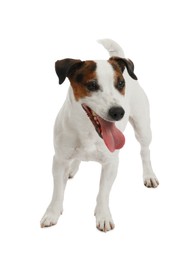 Photo of Woman with toy training her dog on white background, closeup. Lovely pet