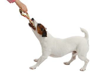 Photo of Woman with toy training her dog on white background, closeup. Lovely pet