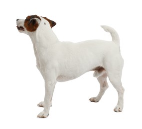 Photo of Woman with toy training her dog on white background, closeup. Lovely pet