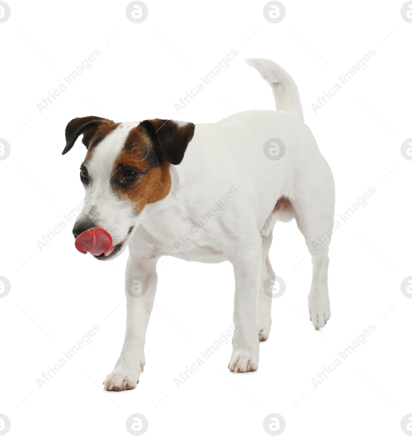 Cute dog on white background. Lovely pet Photo of Cute dog on white background. Lovely pet