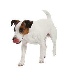 Photo of Cute dog on white background. Lovely pet