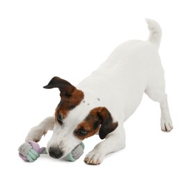 Photo of Cute dog playing with owner and toy on white background, closeup. Lovely pet