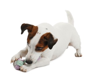 Photo of Cute dog playing with toy on white background. Lovely pet