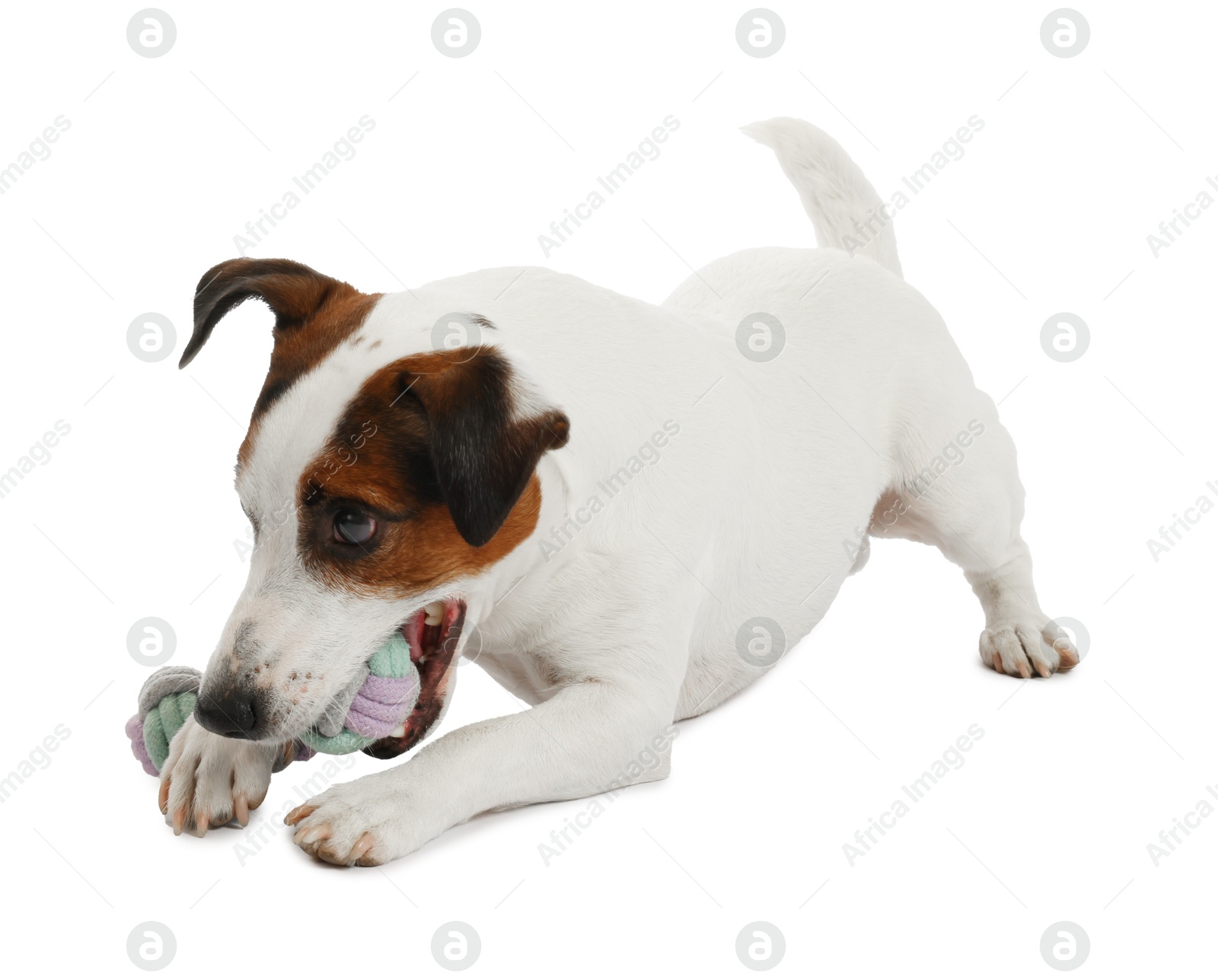 Photo of Cute dog playing with toy on white background. Lovely pet