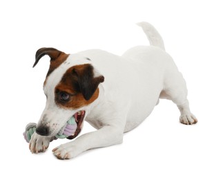 Photo of Cute dog playing with toy on white background. Lovely pet