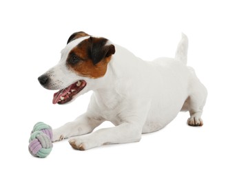 Photo of Cute dog playing with toy on white background. Lovely pet