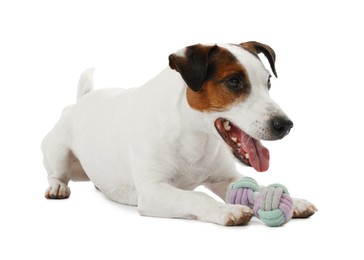 Photo of Cute dog playing with toy on white background. Lovely pet
