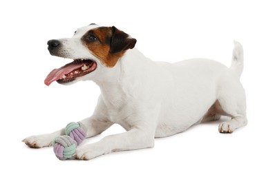 Photo of Cute dog playing with toy on white background. Lovely pet