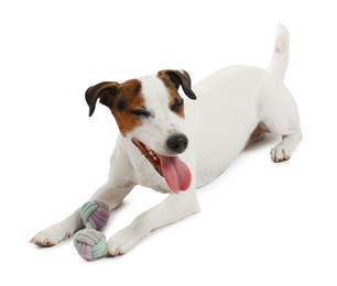 Photo of Cute dog playing with toy on white background. Lovely pet
