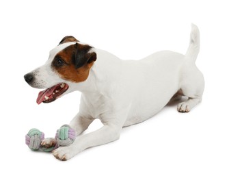 Photo of Cute dog playing with toy on white background. Lovely pet