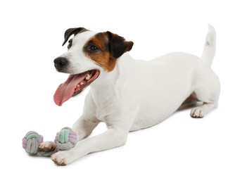 Photo of Cute dog playing with toy on white background. Lovely pet