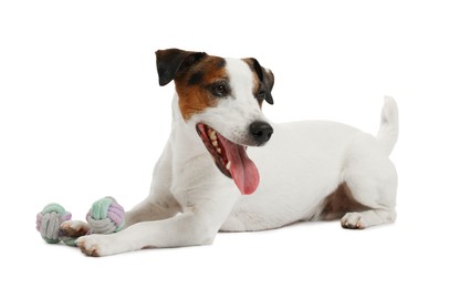 Photo of Cute dog playing with toy on white background. Lovely pet