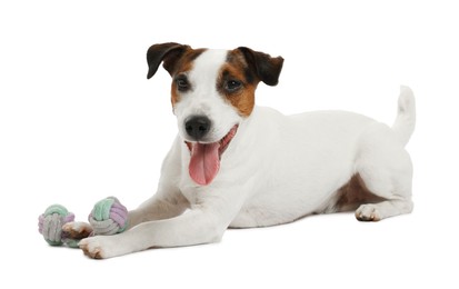 Photo of Cute dog playing with toy on white background. Lovely pet