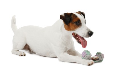Photo of Cute dog playing with toy on white background. Lovely pet