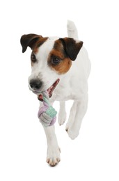Photo of Cute dog playing with toy on white background. Lovely pet