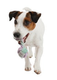 Photo of Cute dog playing with toy on white background. Lovely pet