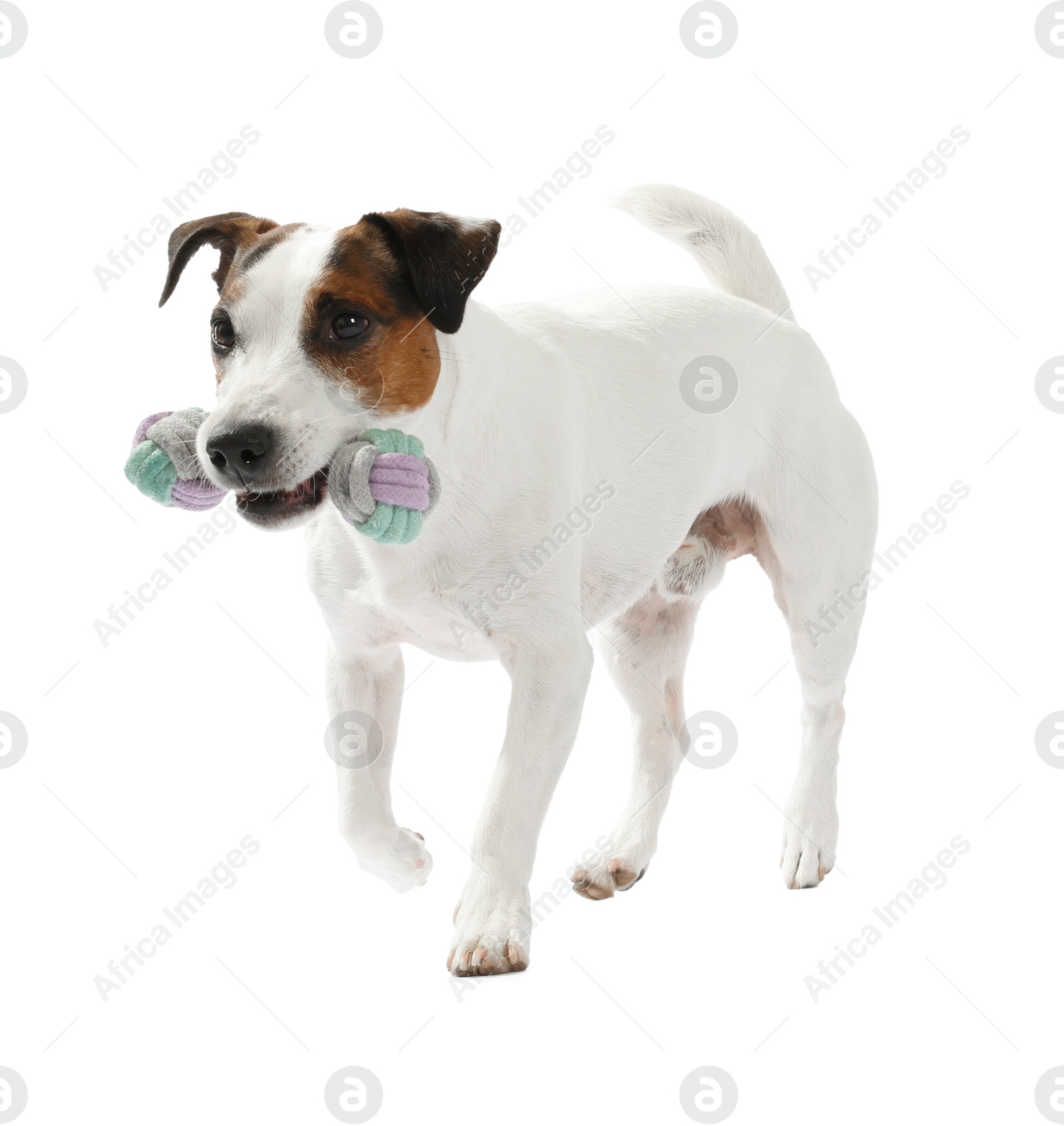 Cute dog playing with toy on white background. Lovely pet Photo of Cute dog playing with toy on white background. Lovely pet